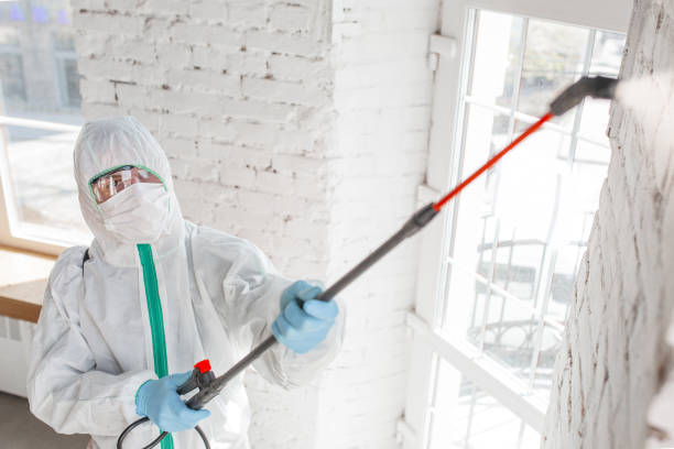 Why You Should Choose Our Mold Remediation Services in Eton, GA